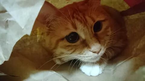 萌萌的二狗子